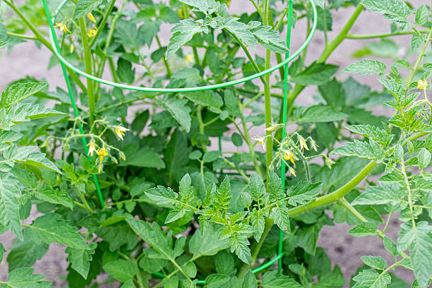 A tomato plant with blossoms is supported with a tomato cage in a vegetable garden.