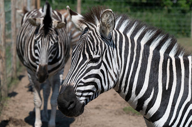 istock Close-up Head Shot of a Zebra 2224161851