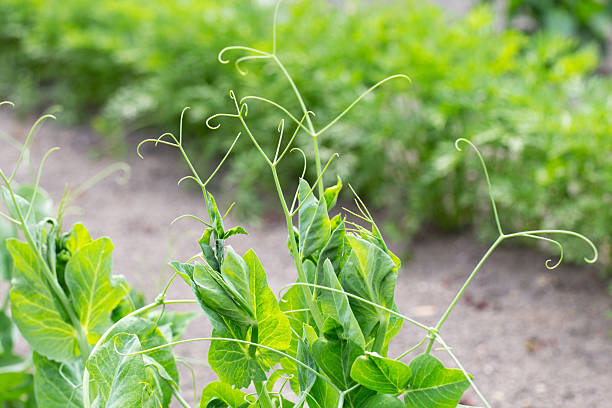 Sunny pea pods on stems