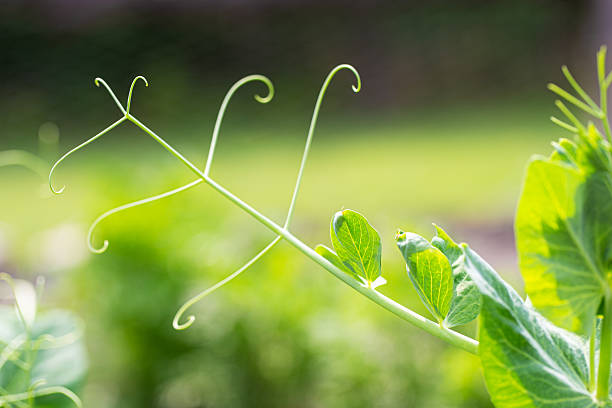 Vining green pea plant growing in a vegetable garden.