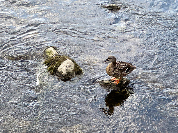 Female Mallard duck standing on a rock in a river