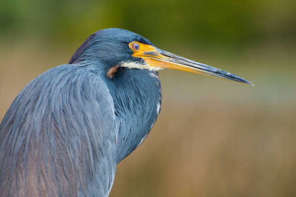 istock Tricolored heron crouching and staring 2224162716