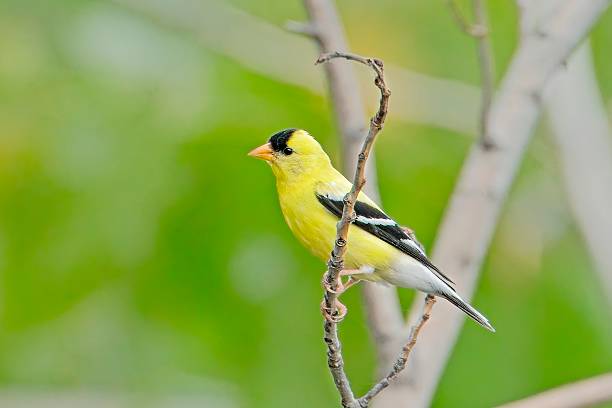 istock Goldfinch perched on small branch. 2224162871