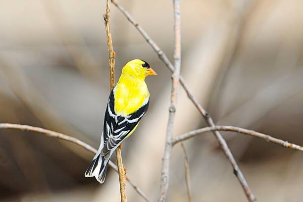 Taxon name: American GoldfinchTaxon scientific name: Spinus tristisLocation: Birmingham, Alabama, USA