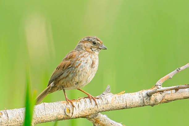 istock Song sparrow perched on branch. 2224162887