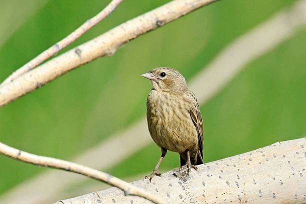 istock Cute brown headed cowbird stands on a branch. 2224162898