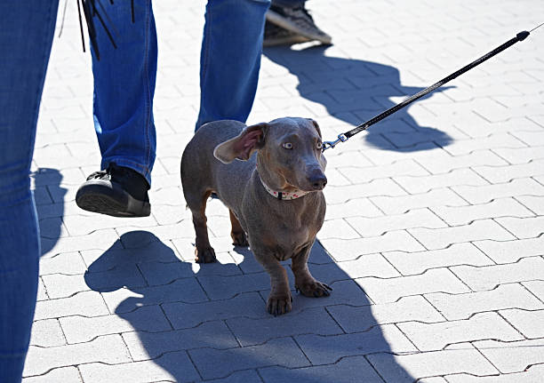 Chocolate-colored dachshund on a walk in the city on a leash