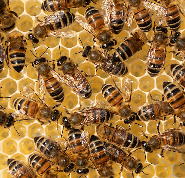 istock Summer activities of bees inside the hive. 2224164127