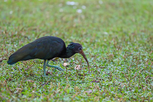 istock Green Ibis (Coro-coro) Foraging on Lawn 2224165009