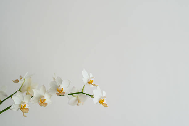 The flowers of a white orchid photographed in close-up on a white background in a studio. Suitable for a background and a place for an inscription.