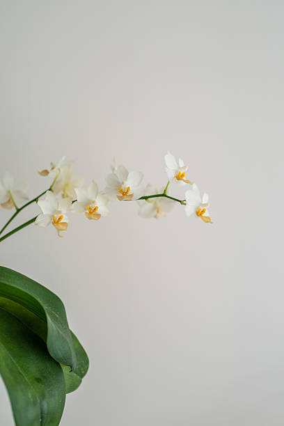 istock White and yellow mini orchid phalaenopsis flowers 2224166025