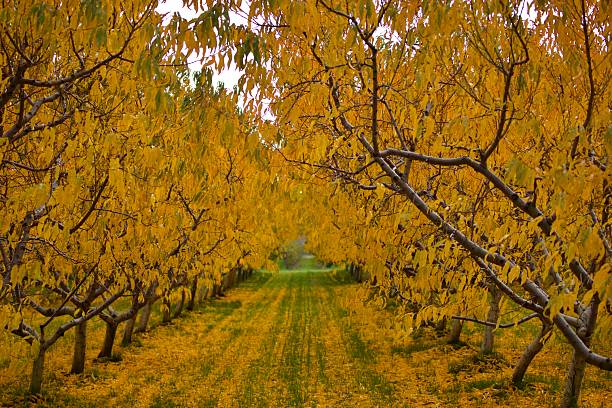 istock Orchard in the Autumn 2224167533