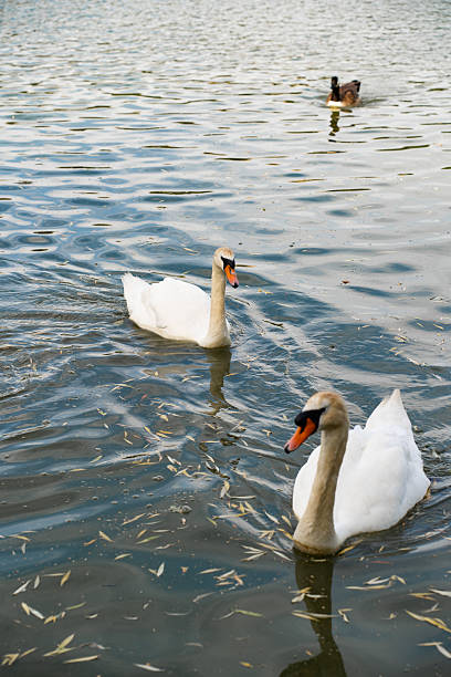 istock Graceful Swans Gliding in a Park Lake 2224168468