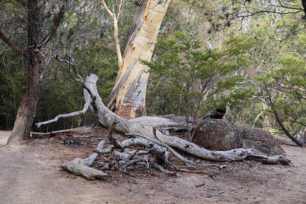 istock Dead wood - Freycinet Peninsula 2224177957