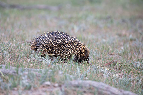 Hedgehog crossing the street in front of a car at night.