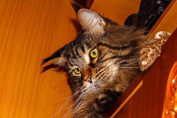 Portrait of a Maine Coon cat from below