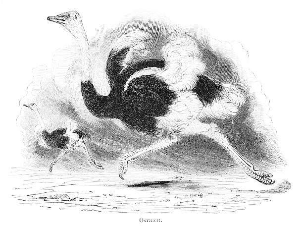 Ostrich Racing Background 80+ Ostrich Race Stock Photos, Pictures & Royalty-Free Images - iStock