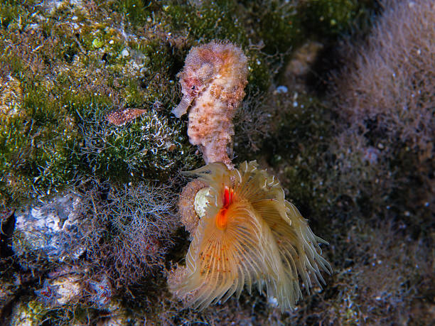 istock Seahorse in its habitat 2224184621