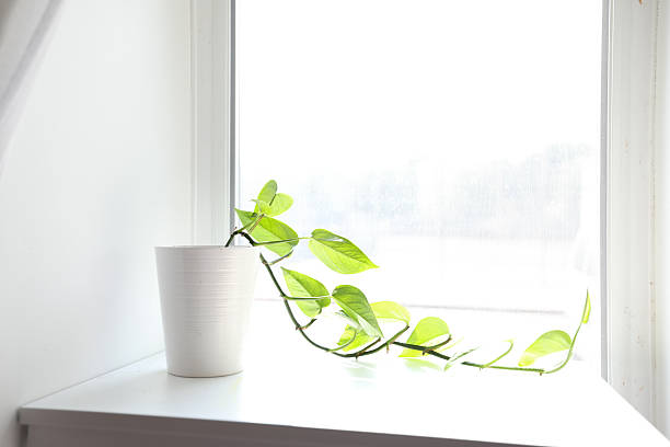 istock Single strand of Pothos in clean bright white window 2224185880
