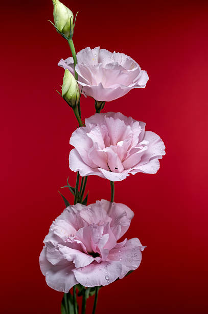 istock Elegant Pink Eustoma Flowers on a Red Background 2224186549