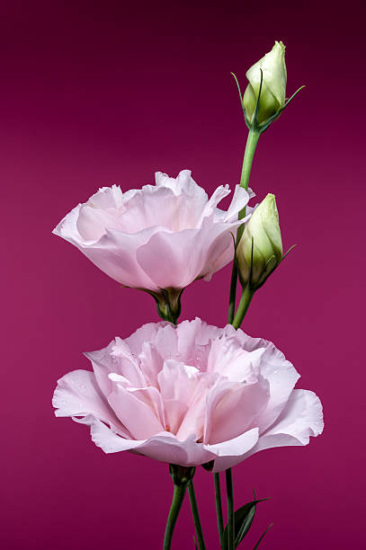 istock Captivating Pink Eustoma Bloom with Droplets on Pink Background 2224186551