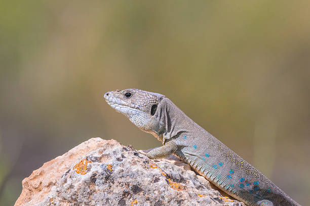 istock Timon nevadensis, Sierra Nevada Ocellated Lizard 2224187218