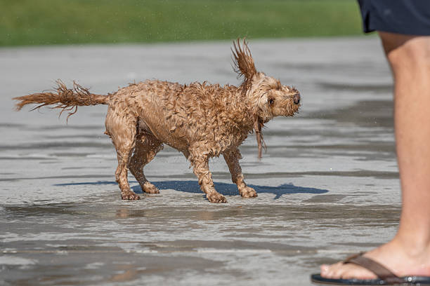 Wet doodle dog shaking off water on sunny water park pavement in Provo, Utah, United States