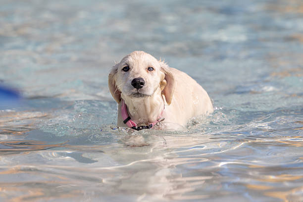 Young light-colored puppy swimming in shallow blue water in Provo, Utah, United States