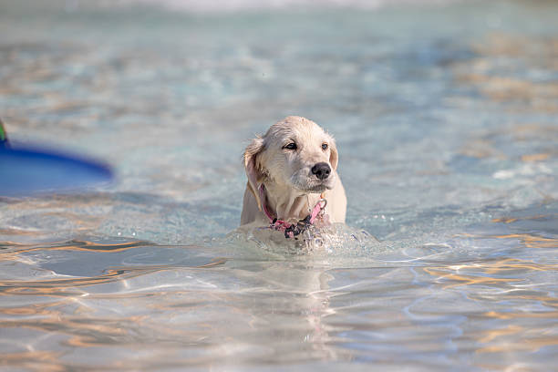 Light-colored puppy swimming alone in clear shallow water in Provo, Utah, United States