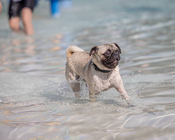 Wet pug walking through shallow splash park water in Provo, Utah, United States