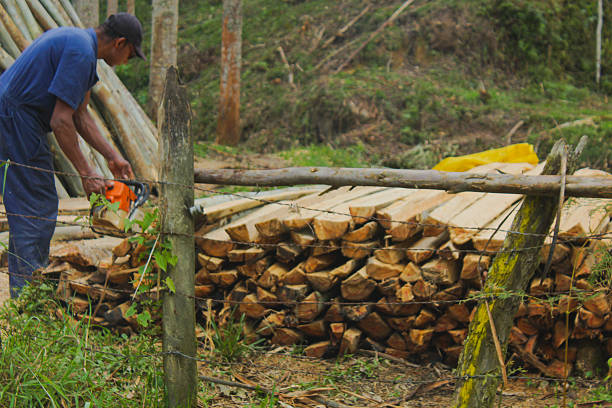 An adult man dressed in a blue t-shirt and pants with a wheat-colored complexion is cutting down pine trees with a yellow chainsaw to gather wood for the construction of houses, bases, beds, etc. He does this work in the middle of the forest.