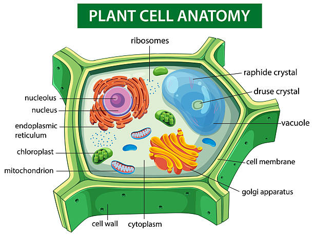 istock Detailed Plant Cell Anatomy Illustration 2224191056
