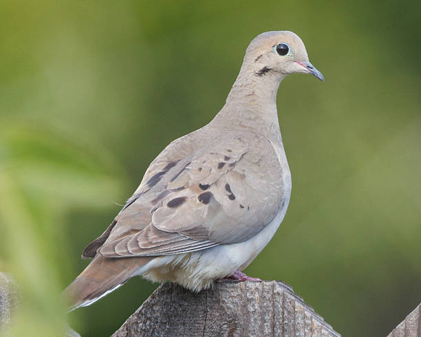istock Mourning Dove Perched on a Wooden Fence 2224194567