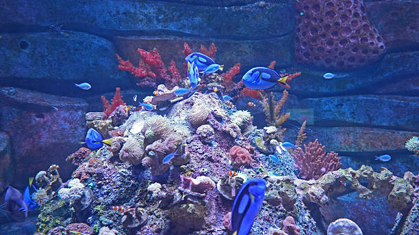 Tropical aquarium  fishes