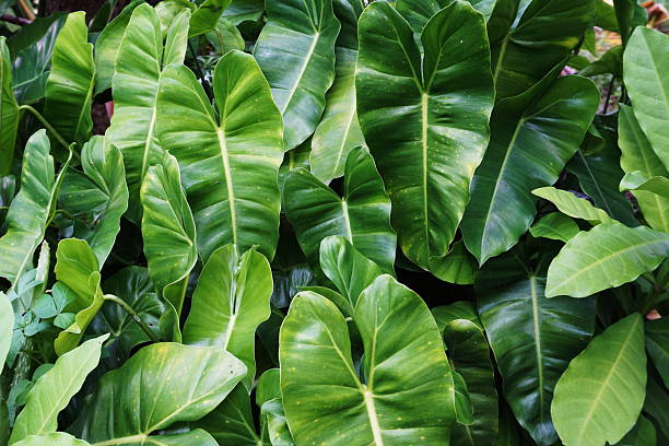 istock Abstract green tropical leaves nature background 2224197636