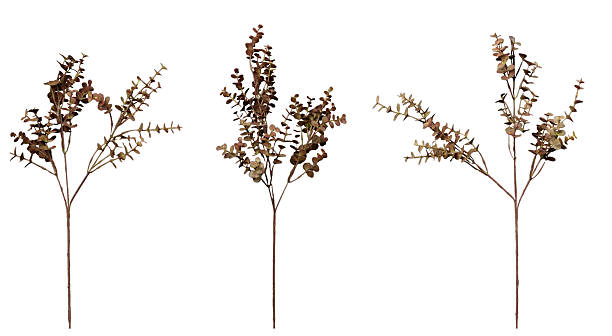 istock A bush with brown leaves, transparent and editable. 2224197945