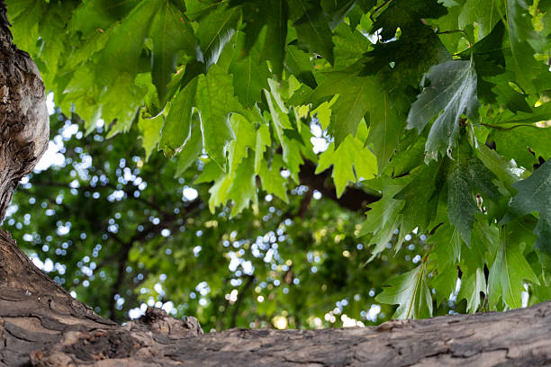 Close-up of green oak leaves and textured tree bark with sunlight and bokeh in the background. Ideal for nature, forest, and eco-themed designs