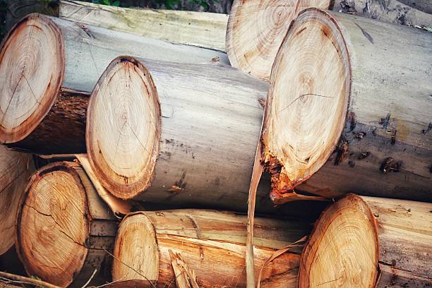 The cut timber sitting in a pile.