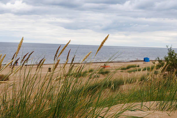 A group of people are on a beach, with a lone plant in the foreground. Scene is peaceful and relaxing, as the people are enjoying their time by the water