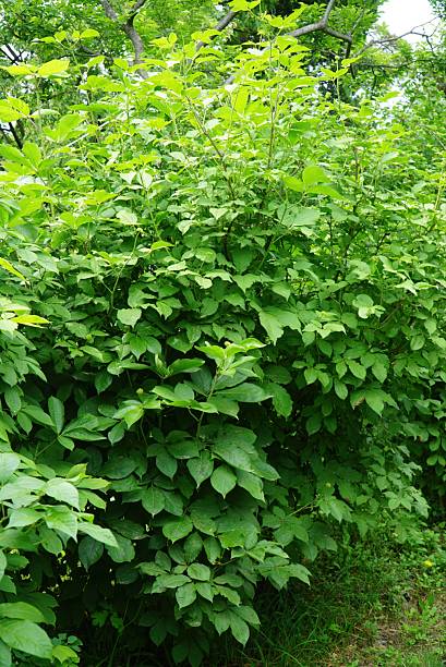 istock Siberian Ginseng Shrub Growing in Korean Garden 2224204393