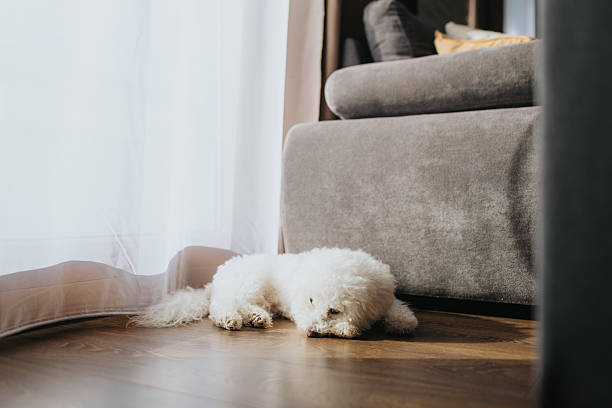 istock Cute little bichon relaxing on parquet floor at home 2224204895