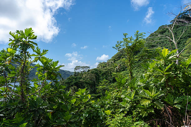 istock Hurepiti Bay on Tahaa Island, French Polynesia 2224205501