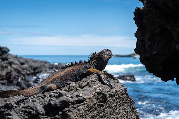 istock Marine iguana resting on rocks by the ocean, Galapagos 2224205546