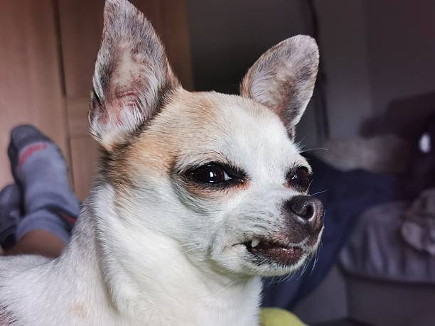 istock angry chihuahua head 2224206782