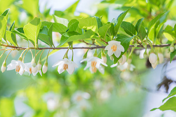 The Japanese snowbell flower hangs delicately from thin branches, resembling tiny white bells. Warm sunshine - Styrax japonicus, Snowbell tree