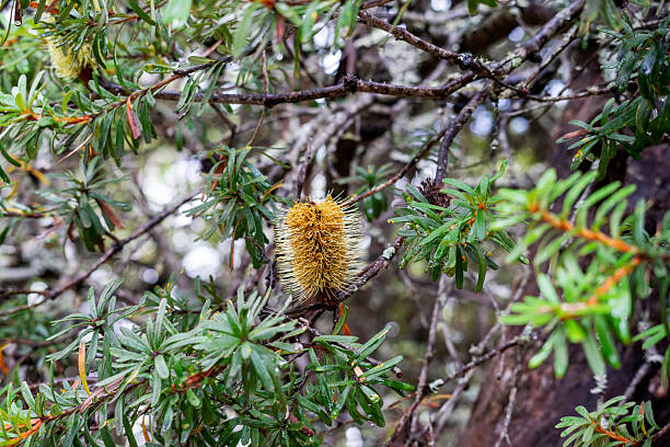 Silver banksia tree with inflorescence (banksia marginata) , Cradle Mountain - Lake St Clair National Park, Tasmania, Australia