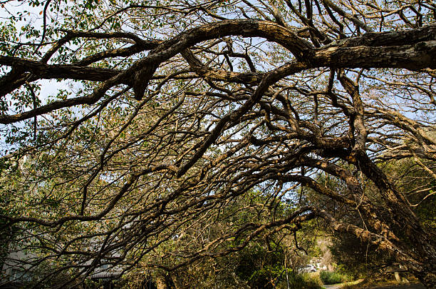 istock Autumn tree branches in the dry forest, deciduous trees shedding their leaves. 2224209613