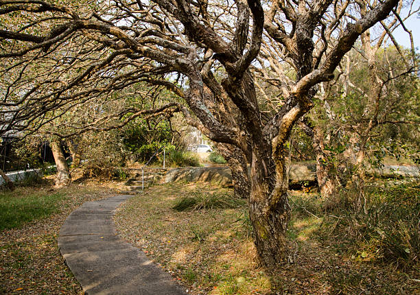 Autumn tree branches in the dry forest with walkway, deciduous trees shedding their leaves, the muted tones of the undergrowth