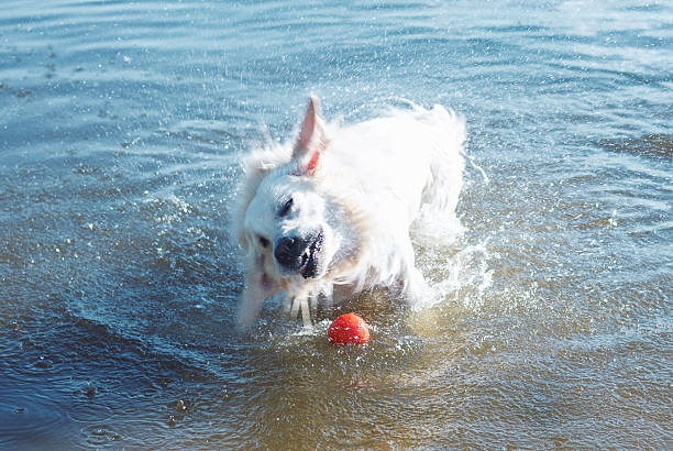 dog playing catch the ball in water.