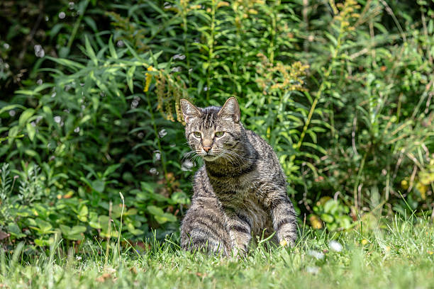 istock cute cat in the garden 2224210903
